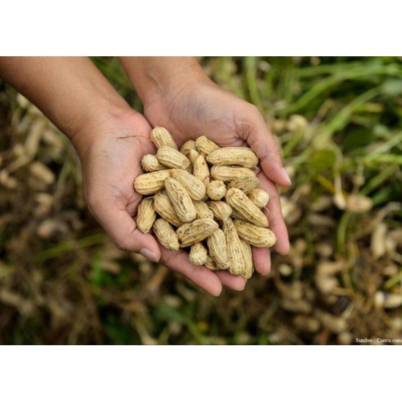

kacang tanah segar 1 kg