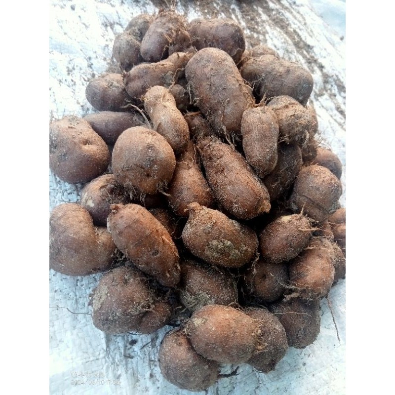 

Kentang Bulu/ Kentang Klici/Hitam Dari Jawa Murah Aja 1 Kg