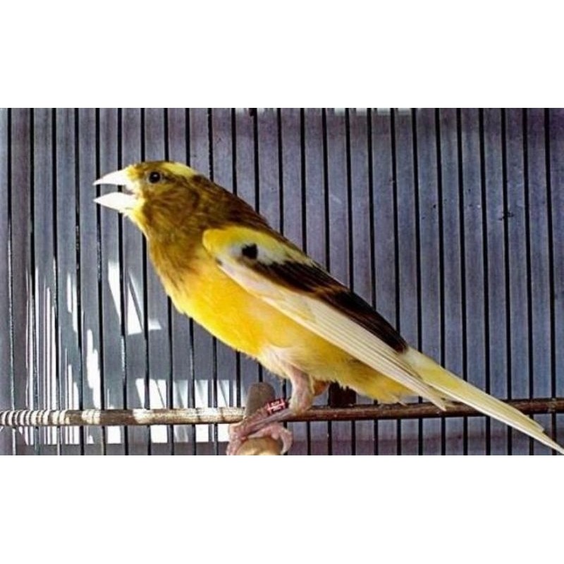 KENARI LOPER GACORAN MULUS