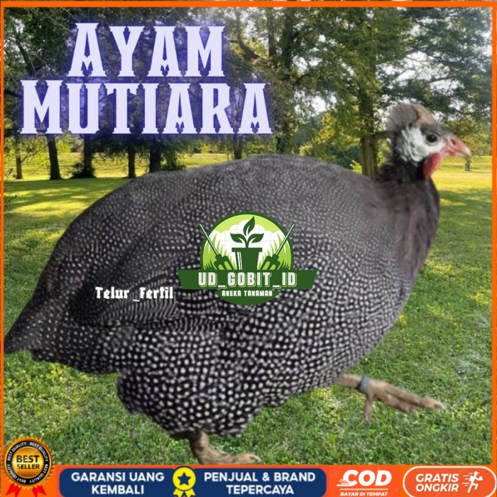 

telur ayam mutiara untuk tetaskan original berkualitas UD_GOBIT_ID