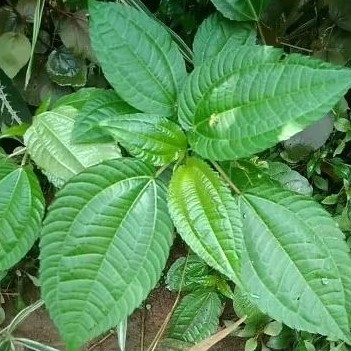 

Makanan sehat dengan daun lalapan pohpohan 500gram
