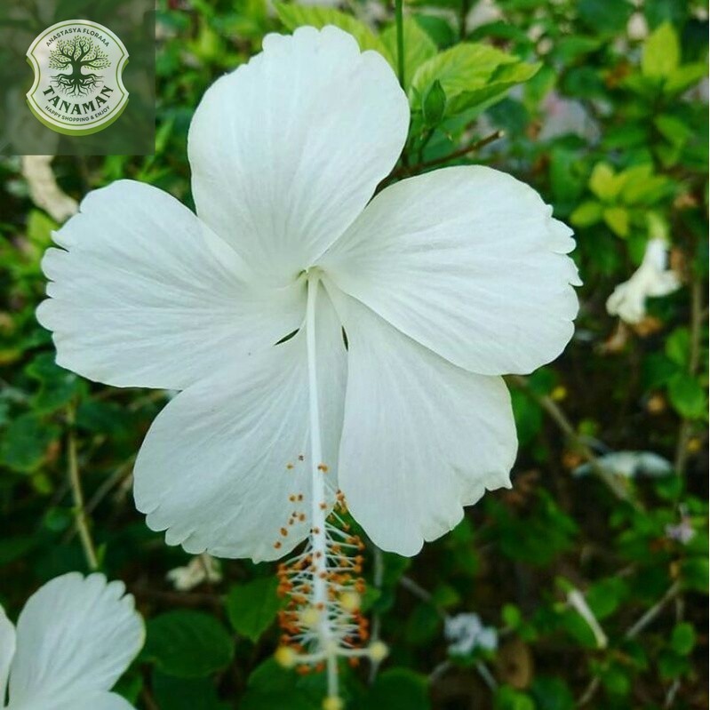 Bibit tanaman kembang sepatu bunga putih - Pohon kembang sepatu putih