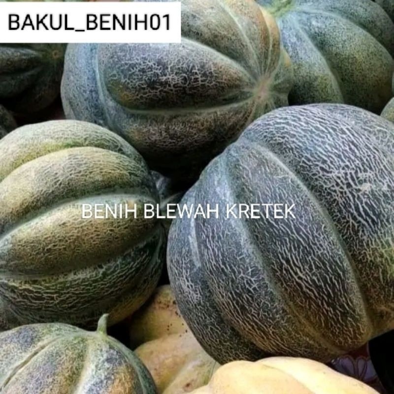 TERBAIK 500+ BENIH BLEWAH KRETEK SUPER UNGGUL SIAP TANAM 