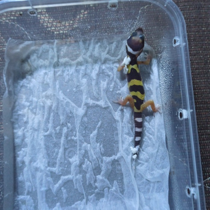 Leopard gecko Hypo macksnow