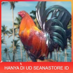 

telur ayam Philipin asli AK47 untuk di tetaskan UD SEANASTORE ID