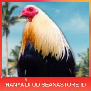 

telur ayam philipin asli AK47 bisa untuk di tetaskan vertil ori UD SEANASTORE ID