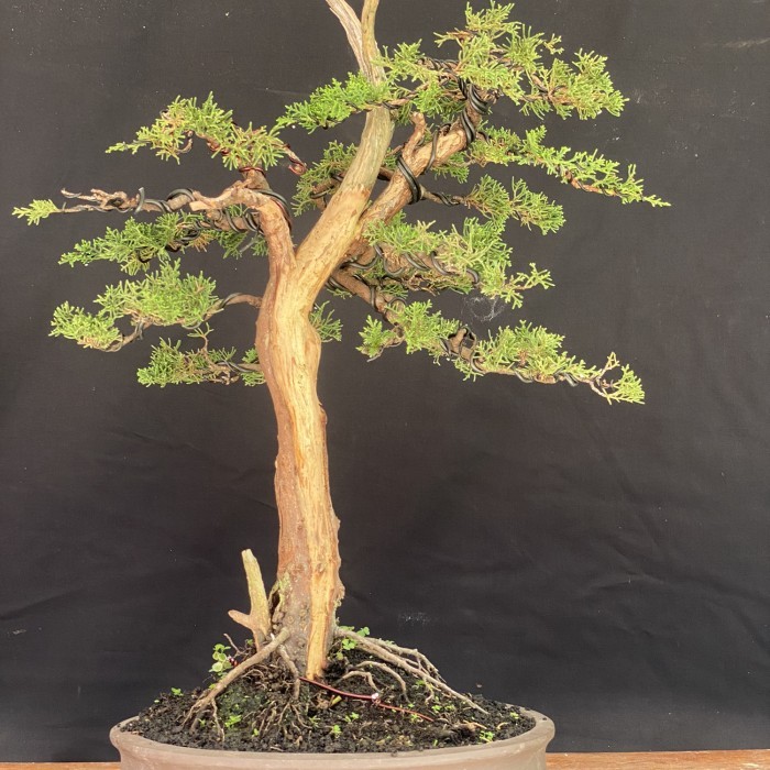 Bonsai Cemara Sargenti itoigawa original