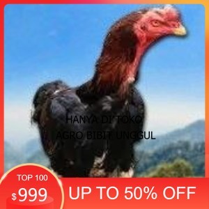 

telur tetas ayam shamo siap di tetaskan vertil super garansi agro.bibit.unggul