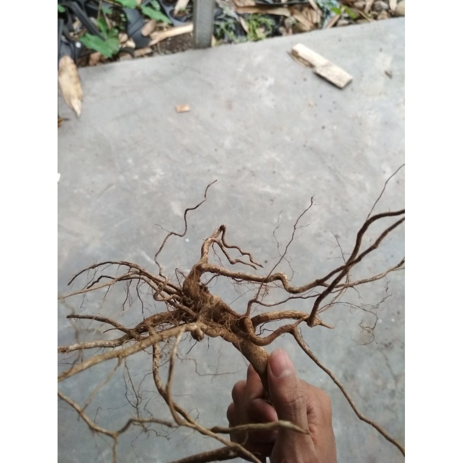 Akar kayu aquascape senggani⠀