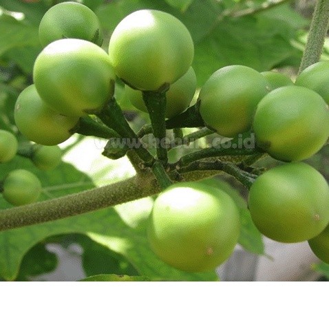 

Buah Cepokak I Takokak I Tekokak I Terung Pipit sSegar Fresh I Rimbang