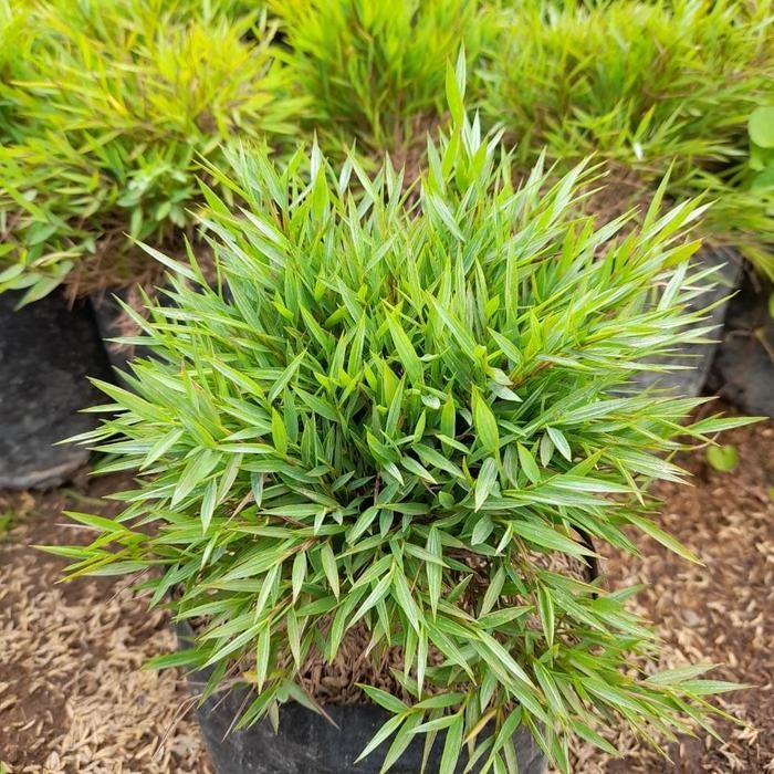 Tanaman Pohon Bambu Hijau Mini