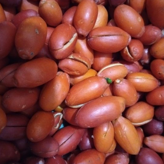 

Kulit Tangkil Biji Melinjo 1kg Sortir Sebelum Kirim Dijamin Fres