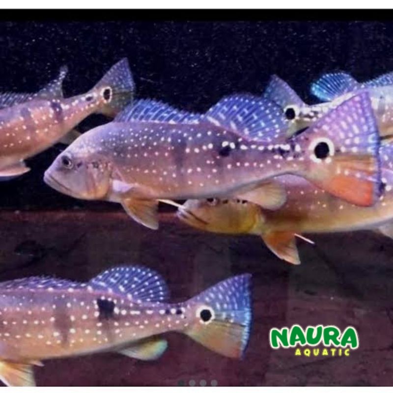 peacock bass pinima marking bagus size 7-8 cm tankmatefish