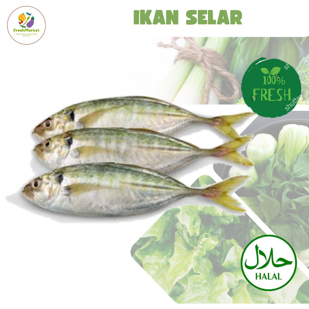 

Ikan Selar Segar 250 Gram Sayurinstant