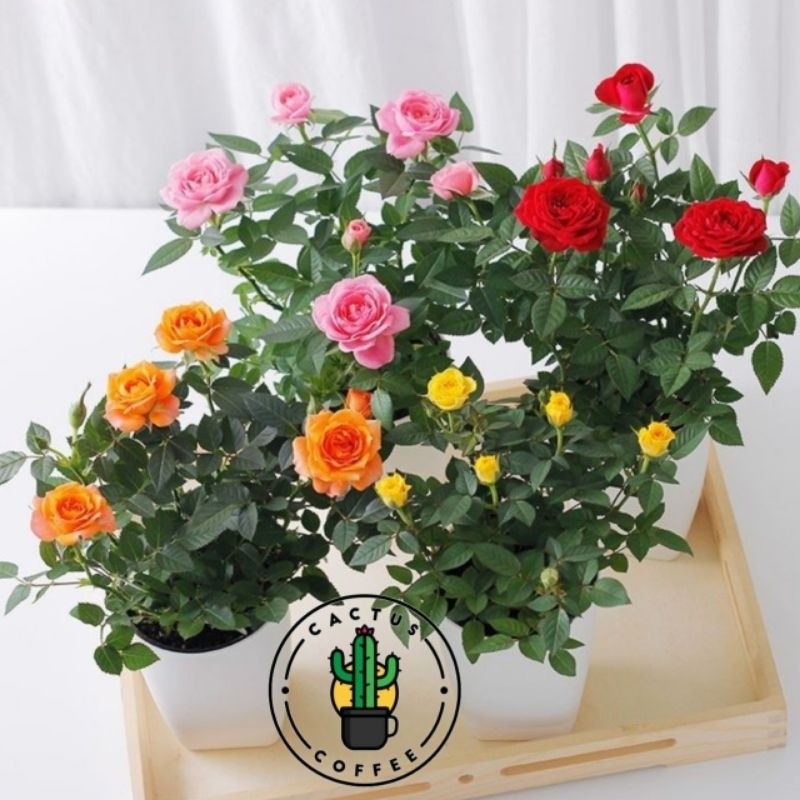 Tanaman Hias Mawar Bunga Hidup Mawar Cantik // Tanaman Hidup Mawar Murah // Bunga Mawar Cantik