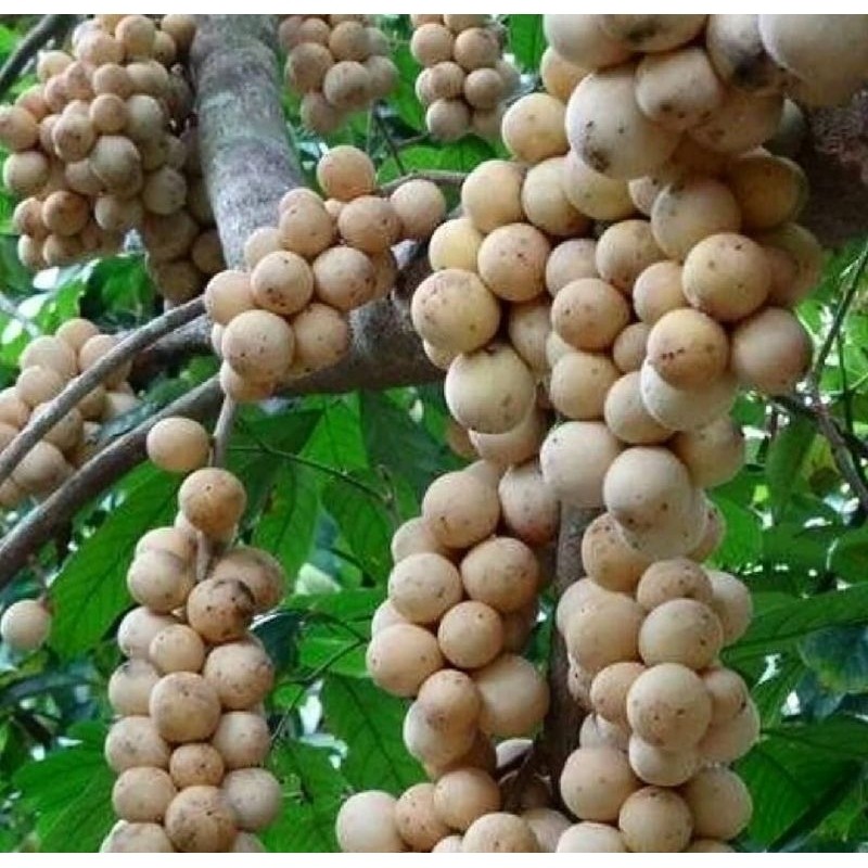 Bibit duku Palembang manis Hasil Okulasi