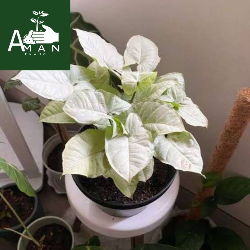 # ( BISA COD ) Tanaman Hias Syngonium Putih Salju Mini / Singonium Putih Mini / Bunga Hias Singonium