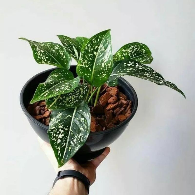 ( BISA COD ) Tanaman Hias Aglonema Srikit Bunga Hias Aglonema Srikit / Tanaman Hidup Aglaonema Serik