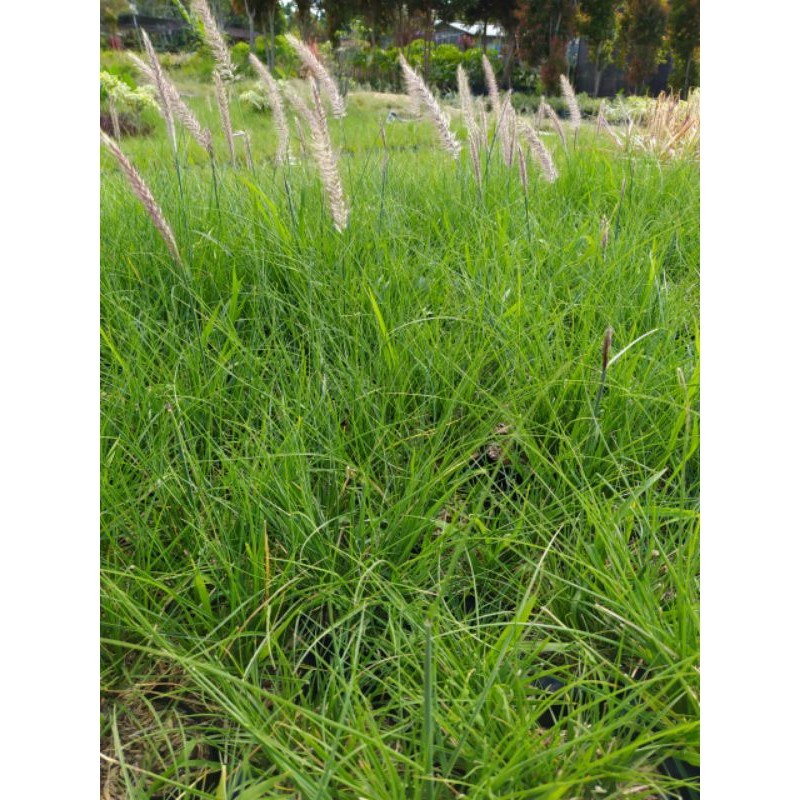 Tanaman Hias Ekor Kuda / Ilalang Hijau  (Imperata cylindrica)pohon hidup