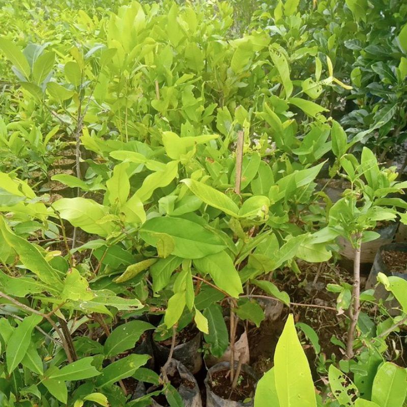 IMRON PRIBADI Bibit Jambu Air Madu Deli Hijau 1 meter Cangkok