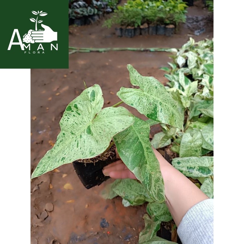 # ( BISA COD ) Tanaman Hias Philo Verde Bunga Hias Philodendroon Verde Tanaman Hidup Philo Verde Tan