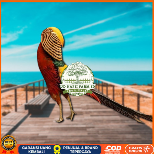 

telur ayam golden pheasant asli bisa untuk di tetaskan UD NAFII FARM ID
