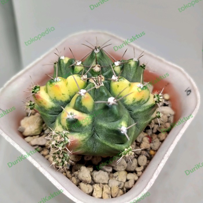 Kaktus T31115 induk muda dim 5cm up di foto pot 8cm.