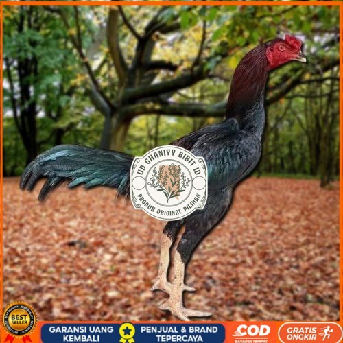 

Telur Ayam Pakhoy Vertil Siap Di Tetaskan Jaminan Super Oiginal Bergaransi UD GHANIYY BIBIT ID