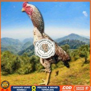 

telur tetas ayam shamo pilihan UD GHANIYY BIBIT ID