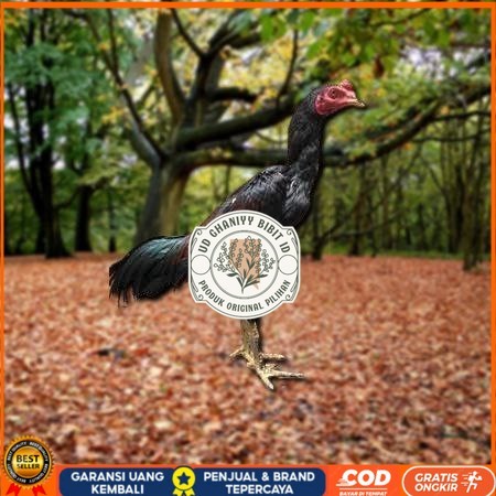 

Telur Ayam Pakhoy Jumbo Vertil Siap Di Tetaskan Jaminan Super Oiginal Bergaransi valid UD GHANIYY BIBIT ID