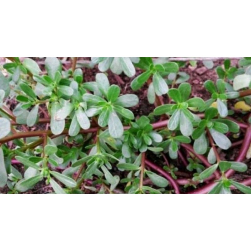 

daun krokot/daun gelang bisa untuk Hepatitis selalu fresh