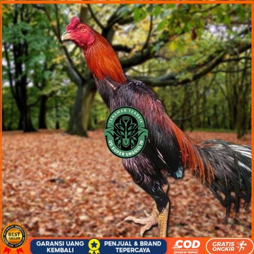 

Telur Ayam Pakhoy Super Vertil Siap Di Tetaskan Jaminan Super Oiginal Bergaransi UD_SUPER_UNGGUL_ID