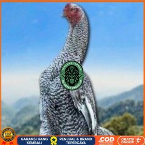 

telur tetas ayam shamo hias UD_SUPER_UNGGUL_ID