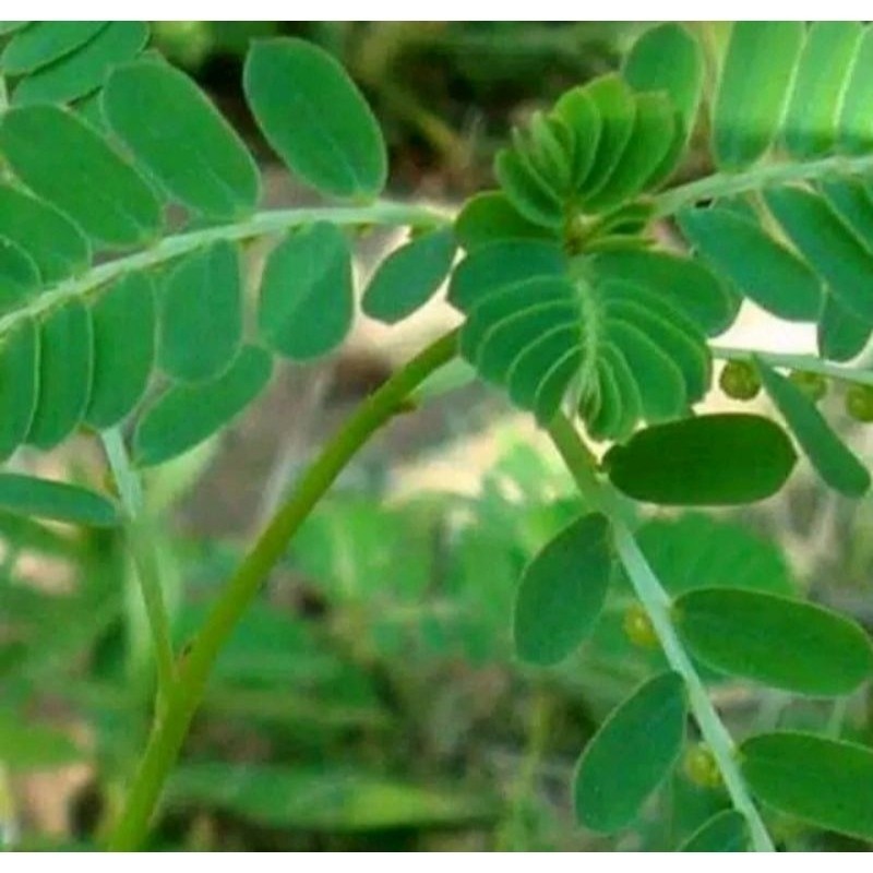 

daun meniran fres 500gram herbal