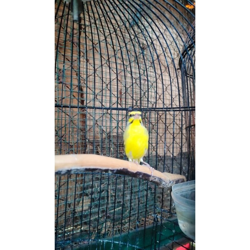 MOZAMBIK GACORAN JANTAN MULUS