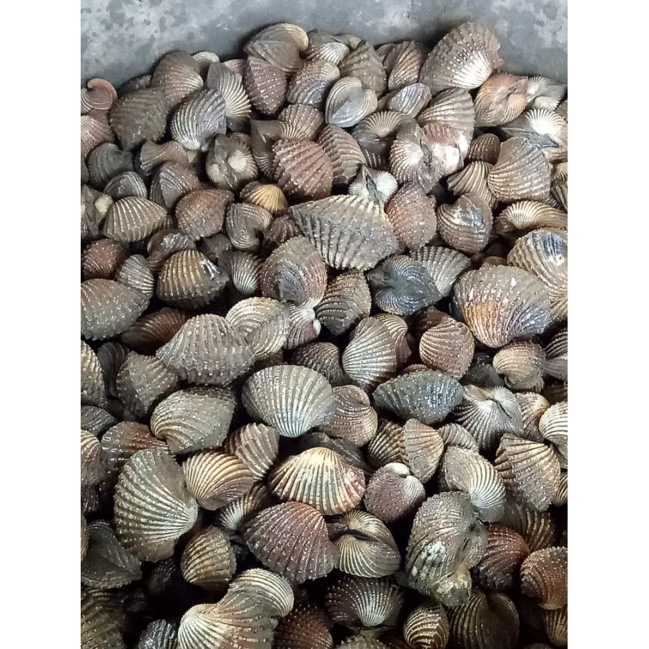 

Kerang Dara 1kg - 5kg