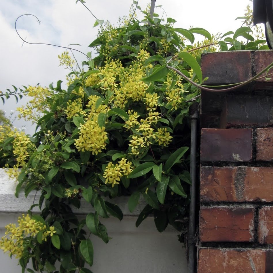 Tanaman Hias Australian Gold Vine – Tanaman Merambat Bunga Kuning Cerah