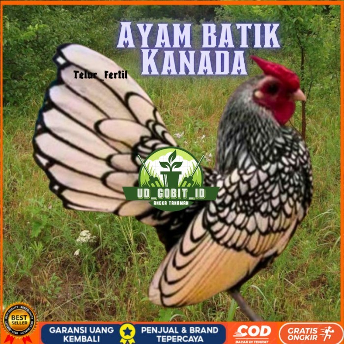

telur ayam batik kanada / ayam kate hias untuk ditetaskan original berkualitas UD_GOBIT_ID