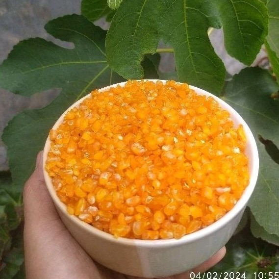 

1 Kg Jagung Kering Sudah Matang / Las las an Giling Kasar AMJ FARM