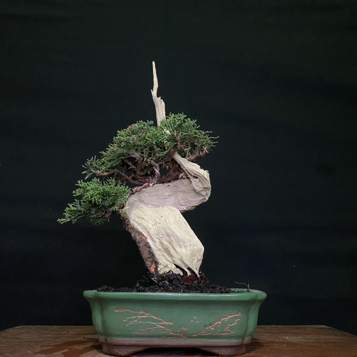 Bonsai tanuki small jadi siap pajang