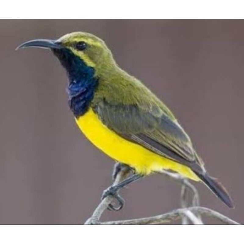 SOGON SULAWESI JANTAN