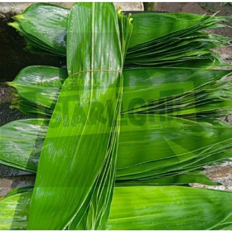 

Daun Bambu Daun Bambu Segar Bungkus Bakcang Ukuran Super - TOKO TANAMAN ABDI