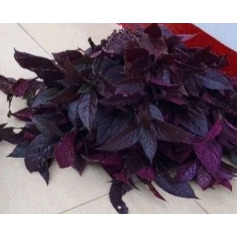 

Daun handelem ungu isi 200 gram B