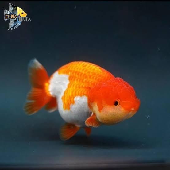 maskoki ranchu RW sz 6-7 cm gen tbteam