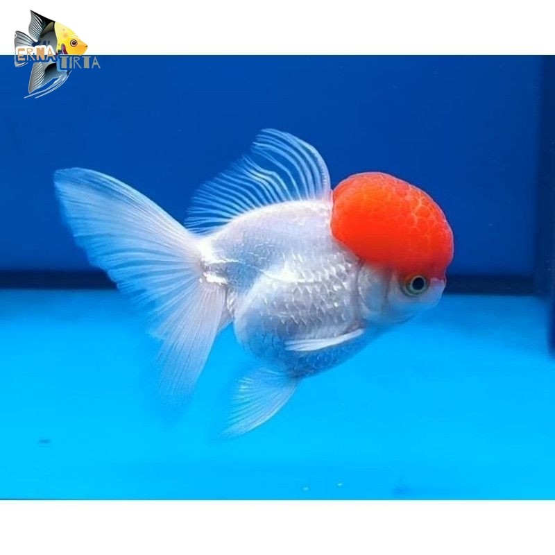 KOKI ORANDA KEPALA MERAH REDCUP 6/7 CM