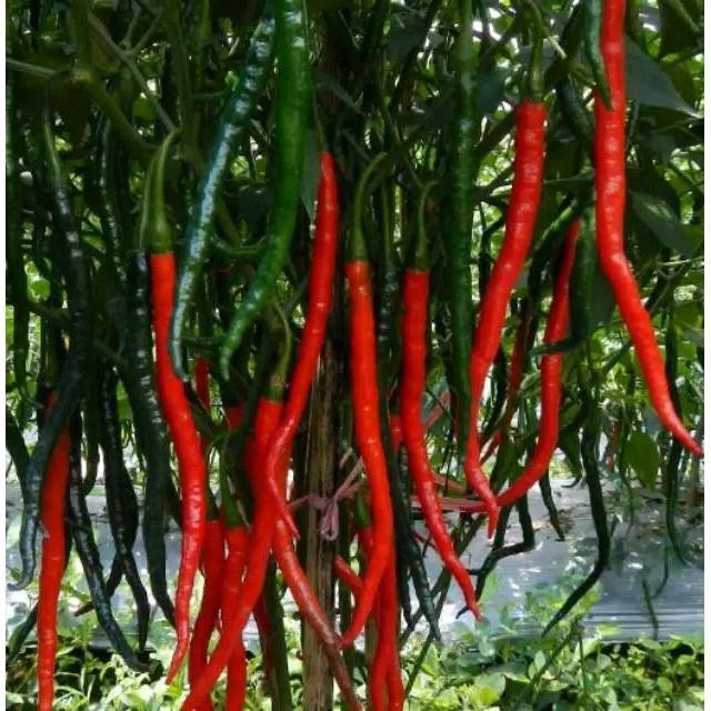 READY 100 BIJI BENIH CABE MERAH KRITING SEMPURNA F1 SUPER UNGGUL terlaris