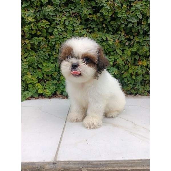 Anakan Anjing Mini Shihtzu Non Stambum Shihtzu Jantan