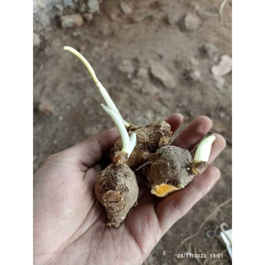 bibit tunas tanaman temulawak/bibit temulawak
