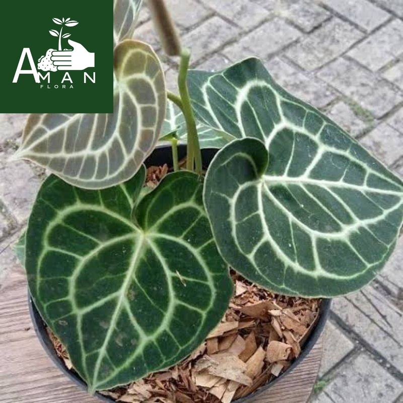 # ( BISA COD ) Tanaman Hias Anthurium Kuping Gajah Tarantula / Tanaman Indoor Anturium Tarantula Tan