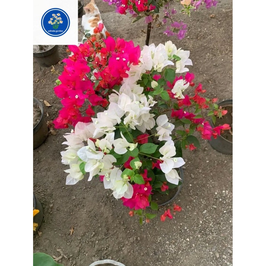 bibit bugenvil lokal cantik